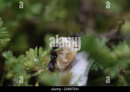 ameise im Garten mit Marienkäfer Stockfoto