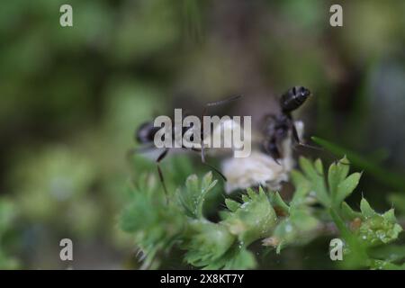 ameise im Garten mit Marienkäfer Stockfoto