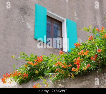 Calvi, Haute-Corse, Korsika, Frankreich. Leuchtende orangene Blüten von Trompetenreben, Campsis radicans, die eine Zitadelle schmücken, das Fenster dahinter verschlossen. Stockfoto