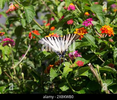 OTA, Corse-du-Sud, Korsika, Frankreich. Seltener Schwalbenschwanz-Schmetterling, Iphiclides podalirius, der sich von Nektar einer blühenden lantana-Pflanze ernährt. Stockfoto