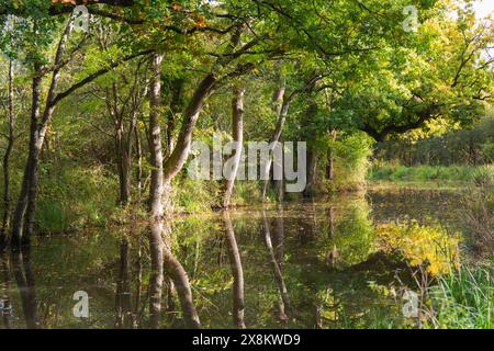 Loxwood, West Sussex, England. Blick auf den ruhigen Wey- und Arun-Kanal, Herbst, überhängende Eichen spiegeln sich im stillen Wasser. Stockfoto