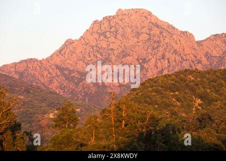 Porto, Corse-du-Sud, Korsika, Frankreich. Blick über den Eukalyptuswald zu den steilen Granitklippen von Capo alla Polmonaccia, Sonnenuntergang. Stockfoto