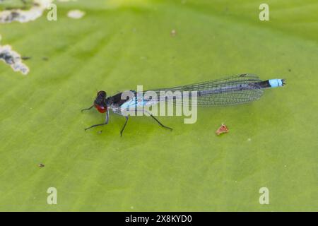 Großes Granatauge, großes Granatauge, Männchen, Erythromma najas, Agrion najas, Rotäugige Damselfliege, große Redeye, männlich, naiade aux yeux rouges Stockfoto