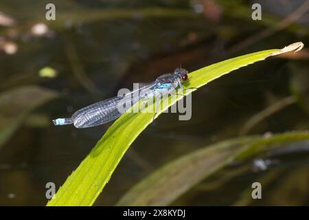 Großes Granatauge, großes Granatauge, Männchen, Erythromma najas, Agrion najas, Rotäugige Damselfliege, große Redeye, männlich, naiade aux yeux rouges Stockfoto