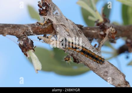 Baumweißling, Raupe, Jungraupe auf Gespinst, Baum-Weißling, Baumweissling, Aporia crataegi, schwarz-geädert weiß, caterpillar, Le Gazé, la Piéride de l' Stockfoto