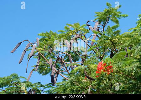 Flammenbaum / Royal Poinciana / Flamboyant Baum (Delonix regia) aus Madgascar, große Samenkapseln und bunte Blumen, Fuerteventura, Kanarische Inseln Stockfoto