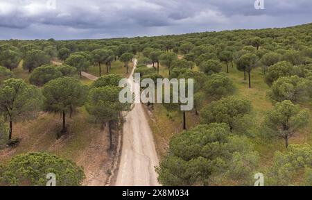 Kiefernwald von San Walabonso, Niebla, Huelva, Andalusien, Spanien Stockfoto