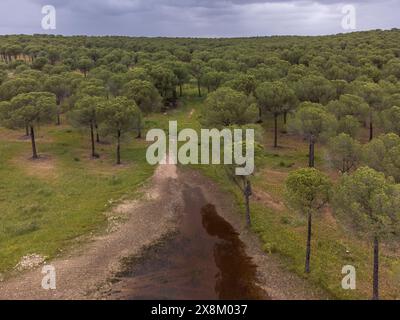 Stausee und Kiefernwald von San Walabonso, Niebla, Huelva, Andalusien, Spanien Stockfoto