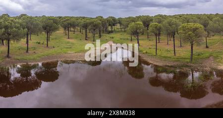 Stausee und Kiefernwald von San Walabonso, Niebla, Huelva, Andalusien, Spanien Stockfoto