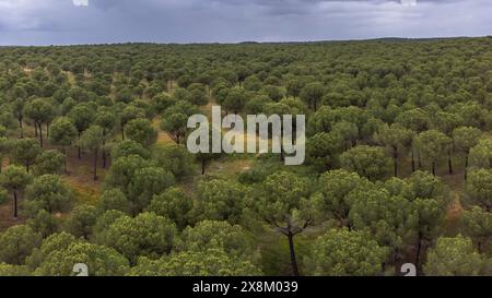 Kiefernwald von San Walabonso, Niebla, Huelva, Andalusien, Spanien Stockfoto