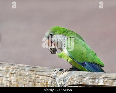 Mönchsittich (Myiopsitta monachus) isst eine Nuss, die ihm von einem Touristen auf einem Zaun gegeben wurde, Morro Jable, Fuerteventura, Kanarische Inseln. Stockfoto