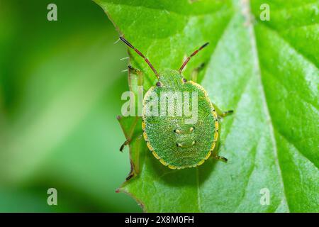 Green Shield Bug Nymphe auf einem Blatt, Palomena Prasina Stockfoto