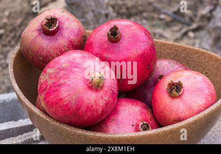 Sechs rote, ungeöffnete, frisch geerntete Granatäpfel in einer Schüssel. Stockfoto