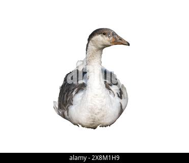 Toulouse Gans sitzt vor weißem Hintergrund. Stockfoto