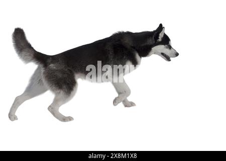 Sibirischer Husky vorne isoliert auf weißem Hintergrund. Stockfoto