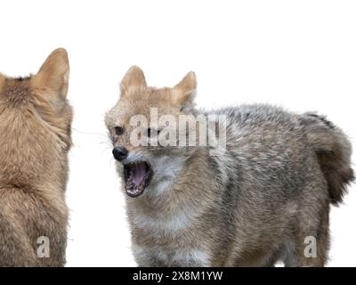 Der rote Schakal steht isoliert auf weißem Hintergrund. Stockfoto