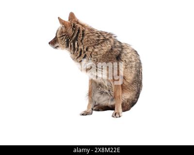 Der rote Schakal steht isoliert auf weißem Hintergrund. Stockfoto