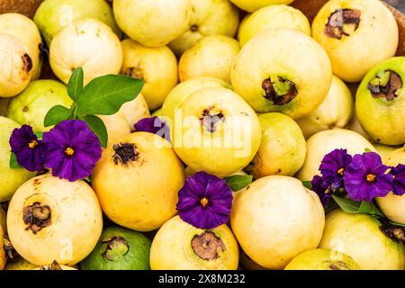 Violettblaue Blüten der Blue Potato Bush Pflanze bilden einen farbenfrohen Kontrast zu einer heimischen Gartenernte von gelben Guavas in Südkalifornien. Stockfoto