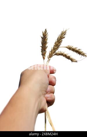 Weizenspikelets in der Hand isoliert auf weißem Hintergrund. Stockfoto