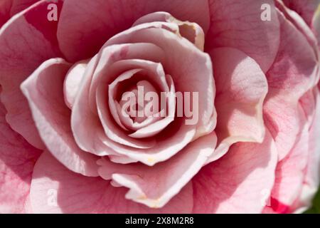 Italien, Landschaft, Kamelie im Garten (Camellia Japonica L.) Stockfoto