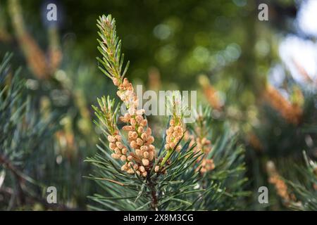 Männliche Strobili-Pollen am Zweig der Schottenkiefer. Die Blüte von Pinus sylvestris. Natürliche Schönheit des eleganten Baltischen Kiefernzweigs. Gelbes Cluster Stockfoto