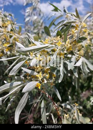 Blühende silberne Olive. Gelb duftende silberne Olivenblüten. Stockfoto