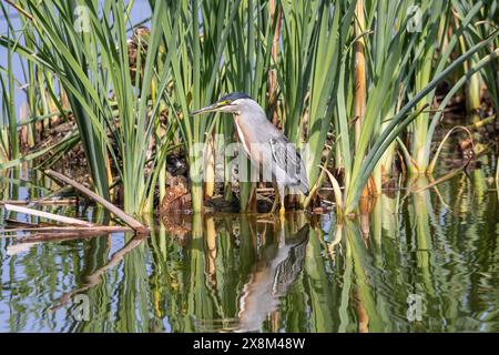 Streifenreiher - Butorides striata - Pantanos de Villa Wildlife Refuge, Peru. Erwachsene Vögel füttern zwischen Schilf Stockfoto
