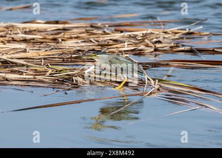 Streifenreiher - Butorides striata - Pantanos de Villa Wildlife Refuge, Peru. Erwachsene Vögel füttern zwischen Schilf Stockfoto
