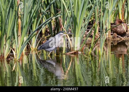 Streifenreiher - Butorides striata - Pantanos de Villa Wildlife Refuge, Peru. Erwachsene Vögel füttern zwischen Schilf Stockfoto