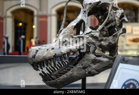 Belin, Deutschland - 20. Dezember 2022: Ausstellung des Schädels des prähistorischen Dinosauriers im Berliner Museum. Stockfoto