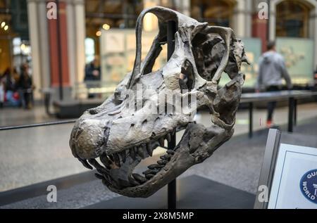 Belin, Deutschland - 20. Dezember 2022: Ausstellung des Schädels des prähistorischen Dinosauriers im Berliner Museum. Stockfoto