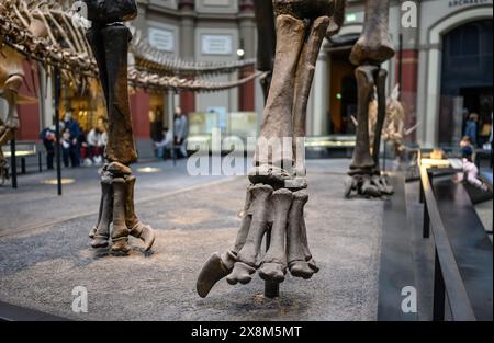 Belin, Deutschland - 20. Dezember 2022: Knochen der Pfoten des Dinosauriers Nahaufnahme bei Ausstellung im Museum Stockfoto