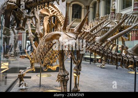 Belin, Deutschland - 20. Dezember 2022: Haupthalle des Berliner Naturmuseums mit Skeletten von Dinosauriern. Ausstellung über prähistorische Knochen an Dinosauriern. Stockfoto