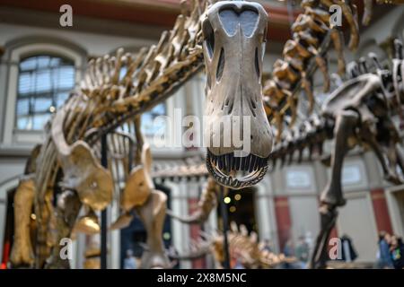 Belin, Deutschland - 20. Dezember 2022: Haupthalle des Berliner Naturmuseums mit Skeletten von Dinosauriern. Ausstellung über prähistorische Knochen an Dinosauriern. Stockfoto