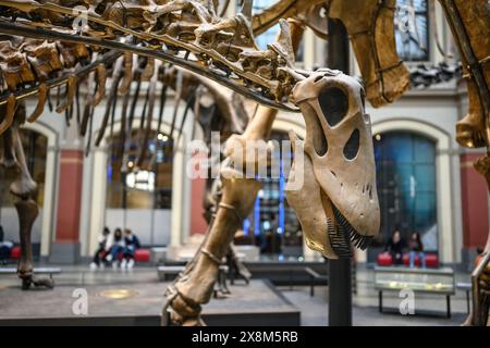 Belin, Deutschland - 20. Dezember 2022: Skelette und Schädel von Dinosauriern. Ausstellung über prähistorische Knochen an Dinosauriern. Stockfoto