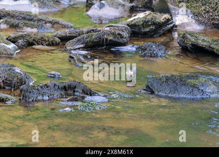 Junglöffel (Cinclus cinclus), der Wasser nimmt, ist die Suche nach Insekten und ihren Larven. Gilfach Nature Reserve, Rhayader Wales, Großbritannien. Mai 2024 Stockfoto