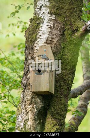 Adulte Nuthatch (Sitta europaea), die Wirbellose in die Nestbox nehmen, um junge Tiere zu füttern. Gilfach Nature Reserve, Rhayader Wales, Großbritannien. Mai 2024 Stockfoto