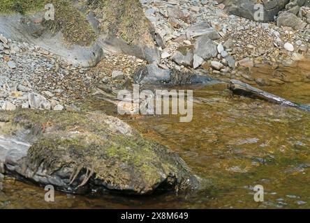 Erwachsene Song-Thrush (Turdus philomelos) baden im Fluss Marteg Gilfach Nature Reserve Rhayader Wales Großbritannien. Mai 2024 Stockfoto