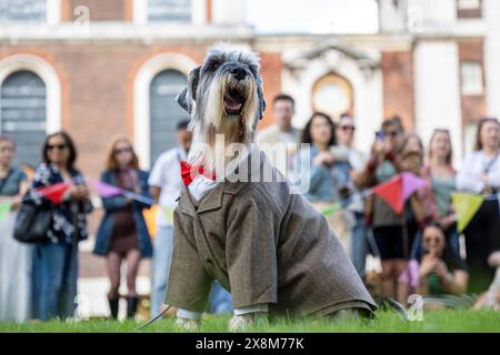 London, Großbritannien. 26. Mai 2024. Mr. Derbyshire, ein Standardschnauzer, gewinnt die beste Dressed-Klasse bei der Greenwich Dog Show, die am Old Royal Naval College stattfindet. Hunde aller Altersgruppen und Rassen treten in verschiedenen Klassen an, um zu sehen, ob sie den begehrten Best in Show Award erhalten können. Quelle: Stephen Chung / Alamy Live News Stockfoto