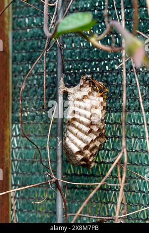 Nahaufnahme eines Wabenpapiernestes mit offenen Zellen. Polistes Gattung Papier Wespen arbeiten daran. Stockfoto