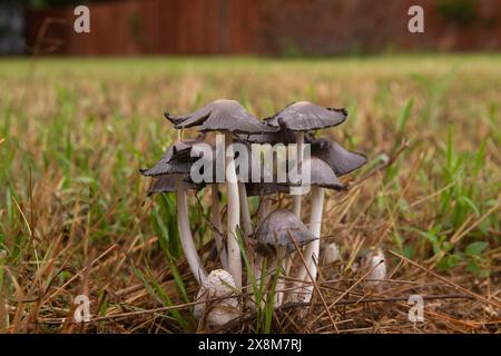 Eine Gruppe von Common Ink Cap, oder Inky Cap, Pilze, die nach einem Frühlingsregen im Gras eines Hinterhofs wachsen, mit einem Holzzaun im unscharfen Hintergru Stockfoto