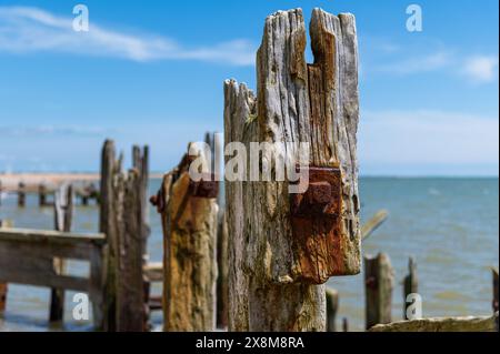 Abgenutzter, groyne Pfostenkopf mit stark verwittertem Holz, rostigen Bolzen und Rostflecken im Rye Harbour Nature Reserve an einem hellen, sonnigen Tag. Stockfoto