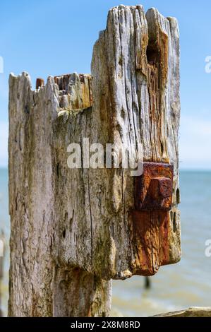 Abgenutzter, groyne Pfostenkopf mit stark verwittertem Holz, rostigen Bolzen und Rostflecken im Rye Harbour Nature Reserve an einem hellen, sonnigen Tag. Stockfoto