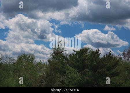 Ein Weißkopfadler, der vor der Kamera in Richtung der Gipfel immergrüner Bäume in einem Wald in Bayfield, Wisconsin, USA, fliegt Stockfoto
