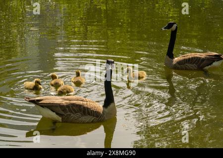 Gänse mit Gänsen, die auf dem See schwimmen, Brant canadian auf grüner Wiese mit Eltern im Waldgebiet, Familienwasservögel in natürlicher Umgebung, Stockfoto