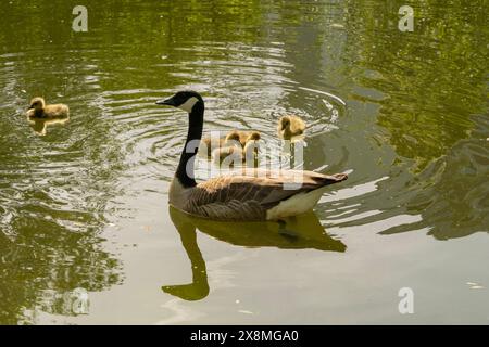 Gänse mit Gänsen, die auf dem See schwimmen, Brant canadian auf grüner Wiese mit Eltern im Waldgebiet, Familienwasservögel in natürlicher Umgebung, Stockfoto