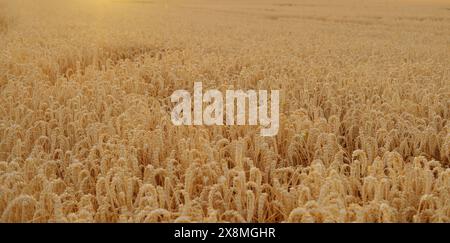 goldene reife Weizenohren in warmen Sonnenstrahlen Nahaufnahme, Kontrolle der Qualität, Sommerfeld, Konzept der reichen Ernte von Brot, Getreideimport, Export, Bestand Stockfoto