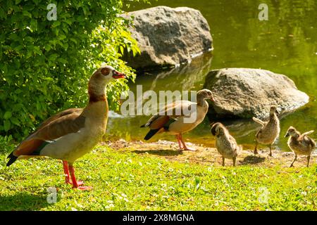 Goschings ägyptische Gänse, Alopochen aegyptiaca auf grüner Wiese mit Eltern im Waldgebiet, Familie umringte Wasservögel in natürlichem Lebensraum, Vogelmigration Stockfoto