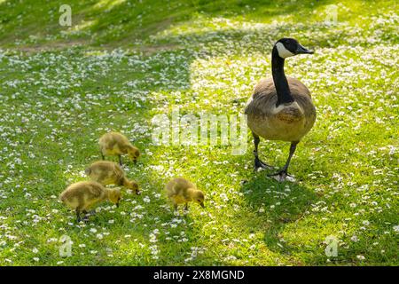 Gosings Canada Gans, Brant canadian auf grüner Wiese mit Eltern im Waldgebiet, Familie umringte Wasservögel in natürlichem Lebensraum, Vogelwanderung im Gegenzug Stockfoto
