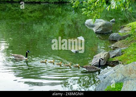 Gänse mit Gänsen, die auf dem See schwimmen, Brant canadian auf grüner Wiese mit Eltern im Waldgebiet, Familienwasservögel in natürlicher Umgebung, Stockfoto